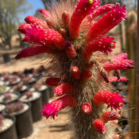 Cleistocactus Straussi Plant, Silver Torch Cactus With Red Flowers