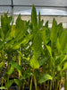 Maranta arundinacea, Arrowroot Perennial Herb - Live Plant