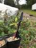 Widger Dibber Set By Bootstrap Farmer