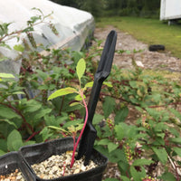 Widger Dibber Set By Bootstrap Farmer