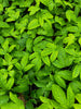 Passiflora edulis 'Bounty', Fruit Vine Live Plant