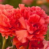 Ranunculus 10 Corms - Tecolote Rose By Easy To Grow Bulbs