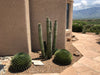 Stenocereus Thurberi Plant, Organ Pipe Cactus