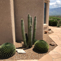 Stenocereus Thurberi Plant, Organ Pipe Cactus
