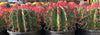 Ferocactus Pringlei, Beautiful Red Spined Barrel Cactus Plant