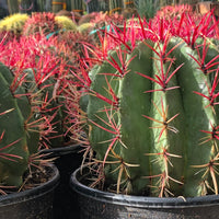 Ferocactus Pringlei, Beautiful Red Spined Barrel Cactus Plant