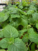  Physalis peruviana, Edible Hawaiian Poha Berry - Live Plant
