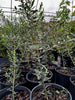 Olea europea 'Arbequina', Hardy Olive Tree - Live Plant