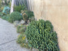 Moroccan Mound, Succulent Garden Plant