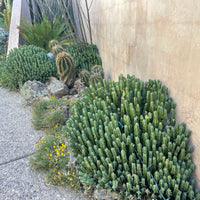 Moroccan Mound, Succulent Garden Plant