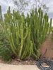 Euphorbia Royaleana, Indoors/Outdoors Succulent Plant 