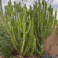 Euphorbia Royaleana, Indoors/Outdoors Succulent Plant 