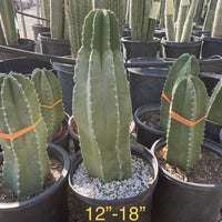 Lophocereus Schotti, Senita Cactus Plant