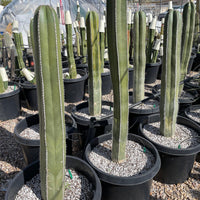 Stenocereus Marginatus, Mexican Fence Post Cactus Plant