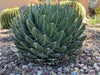 Queen Victoria Agave, Succulent Plant
