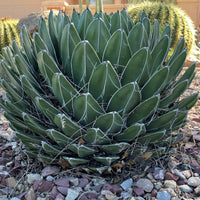 Queen Victoria Agave, Succulent Plant