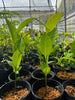 Artocarpus heterophyllus, Jackfruit Tree Seedling - Live Plant