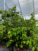 Plinia cauliflora, Brazilian Grape Tree, Jabuticaba - Live Plant