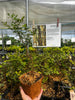 Plinia cauliflora, Brazilian Grape Tree, Jabuticaba - Live Plant