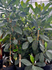 Artocarpus heterophyllus, Jackfruit 'Black Gold' Live Plant