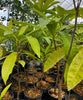 Pouteria campechiana, Eggfruit Tree, Canistel Seedling - Live Plant
