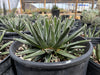 Queen Victoria Agave, Succulent Plant
