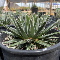 Queen Victoria Agave, Succulent Plant