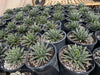 Queen Victoria Agave, Succulent Plant
