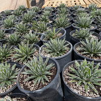 Queen Victoria Agave, Succulent Plant