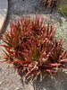 Aloe Cameronii, Indoor/Outdoor Succulent Plant