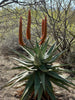 Aloe Ferox, South African Succulent Plant
