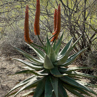 Aloe Ferox, South African Succulent Plant