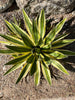 Agave Lophantha Quadricolor, Cold Hardy Landscape Variegated Succulent Plant