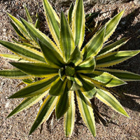 Agave Lophantha Quadricolor, Cold Hardy Landscape Variegated Succulent Plant