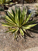 Agave Lophantha Quadricolor, Cold Hardy Landscape Variegated Succulent Plant