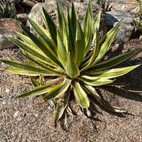Agave Lophantha Quadricolor, Cold Hardy Landscape Variegated Succulent Plant