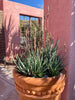 Aloe "Blue Elf" Dwarf Succulent Plant