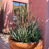 Aloe "Blue Elf" Dwarf Succulent Plant