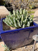 Moroccan Mound, Succulent Garden Plant