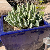 Moroccan Mound, Succulent Garden Plant