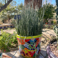 Euphorbia Antisyphilitica, Candelilla Succulent Plant