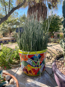 Euphorbia Antisyphilitica, Candelilla Succulent Plant