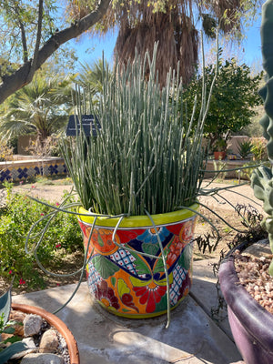Euphorbia Antisyphilitica, Candelilla Succulent Plant
