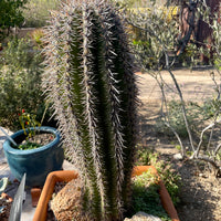 Carnegia Gigantea, Saguaro Cactus Plant
