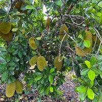 Dang Rasimi Jackfruit Dwarf Live Tree, from Seedlings