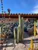 Stenocereus Marginatus, Mexican Fence Post Cactus Plant