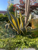 Agave Americana Variegata, Succulent Plant