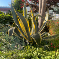 Agave Americana Variegata, Succulent Plant