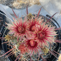 Southwest Barrel Cactus Plant
