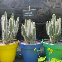 Opuntia Erinacae Ursine "Snow White" Prickly Pear Cactus Plant